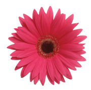 beauty-depot.ca favicon