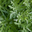botanicaldistilling.com