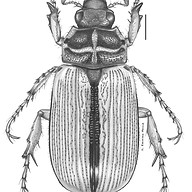 en.scarabaeoidea-lab.com favicon