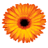 fareastfloragarden.com favicon