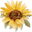 hellosunflowerbycc.com favicon