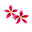 phalaenopsisparis.com favicon