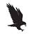 raptoroutfitters.co.nz favicon