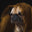 sniff-waggle-and-walk.com