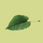 www.limetreedesign.com favicon