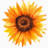 www.wildsunflower.shop favicon